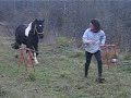 Saut d'obstacle en liberter