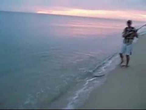Dances with Needlefish