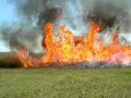 Click here to watch this video Switchgrass Burn 1
