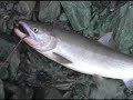 Chitina Salmon Dipnetting