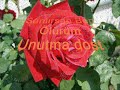 Unutma Dost