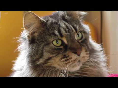 MAINE COON