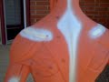 Back Shoulder Muscular Anatomy