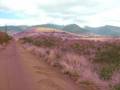 Lahaina canefields