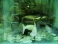 FISH - PATIN