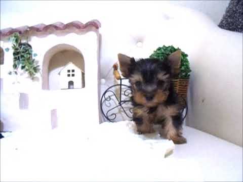 YouTube Preview Image