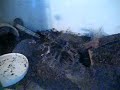 Lasiodora parahybana mangia cavalletta Lasiodora parahybana mangia cavalletta