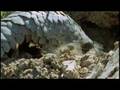 I Hate Nature - Olde English Comedy