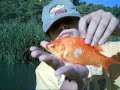 Pesca Valencia-Pesca Carpa Carpin Carpa Roja Barbo Rio magro