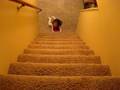 How not to use the stairs when you are 2-years old