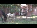 Confetti Farms Appaloosa Warmblood x colt for sale