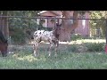 Confetti Farms Appaloosa Warmblood x colt for sale Confetti Farms Appaloosa Warmblood x colt for sale