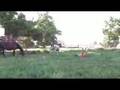 Confetti Farms Appaloosa Warmblood x colt for sale