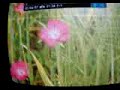 Client "Pornography" (Fauna &amp; Flora Mix)