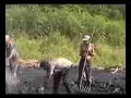 Carboneros en la Cienaga de Zapata-Cuba Carboneros en la Cienaga de Zapata-Cuba