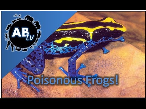 YouTube reptile video