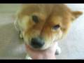 videos de Dakota