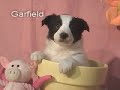Border Collie Puppies Six Weeks Old