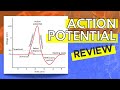 013 A Review of the Action Potential