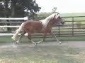 Halflinger Horse-Beethovens Symphony No.9