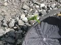 Praying Mantis Attacking Camera Praying Mantis Attacking Camera