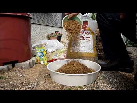how to transplant elephant foot palm