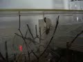 Spinne vs. Wespe