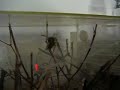 Spinne vs. Wespe
