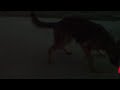 dog chasing laser dog chasing laser