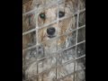 Oodles of poodles.....
