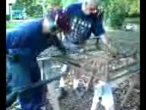 how to harvest walnuts by hand