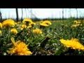 Znovín Walking 2011 - HD