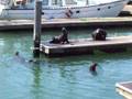 videos de Sea Lions@Pier 39 San Francisco (2)