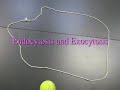 Endocytosis and Exocytosis