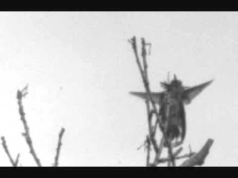 Image de prévisualisation YouTube