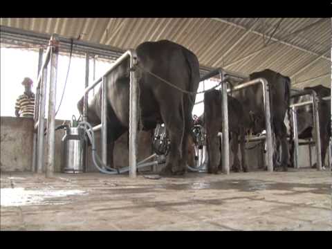 how to dairy farming in india