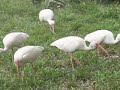 Ibis Convention, Part 2 of 2 Ibis Convention, Part 2 of 2