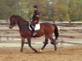 4 yr old 16.3 Holsteiner mare for sale 4 yr old 16.3 Holsteiner mare for sale