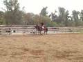 4 yr old 16.3 Holsteiner mare for sale