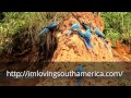 Jungle Amazon ( I´m loving South America ) - YouTube