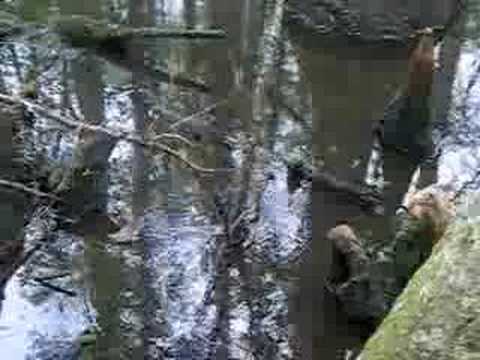 Water Moccasin in the swamp