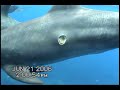 Cookie Cutter Shark Bite on Dolphin
