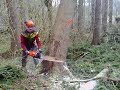 F�llen einer \"Sturm\" Fichte