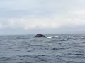 Ballenas Jorobadas en la costa de Esmeraldas