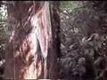 video charapita