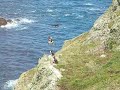 skomer island puffin\