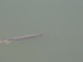 This fish has been identified as a needle-nose gar, or,someone else ID'd it as a spotted gar. I'm pretty sure it is not the alligator type now. Shot a couple seconds of it as it was swimming along the bank of the Alabama river. These fish do get very large.