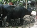 Loam Mixing