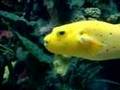 Oceanarium Lizbona - Oceanariu de Lisboa by Medius.pl