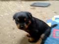 puppy\ puppy\